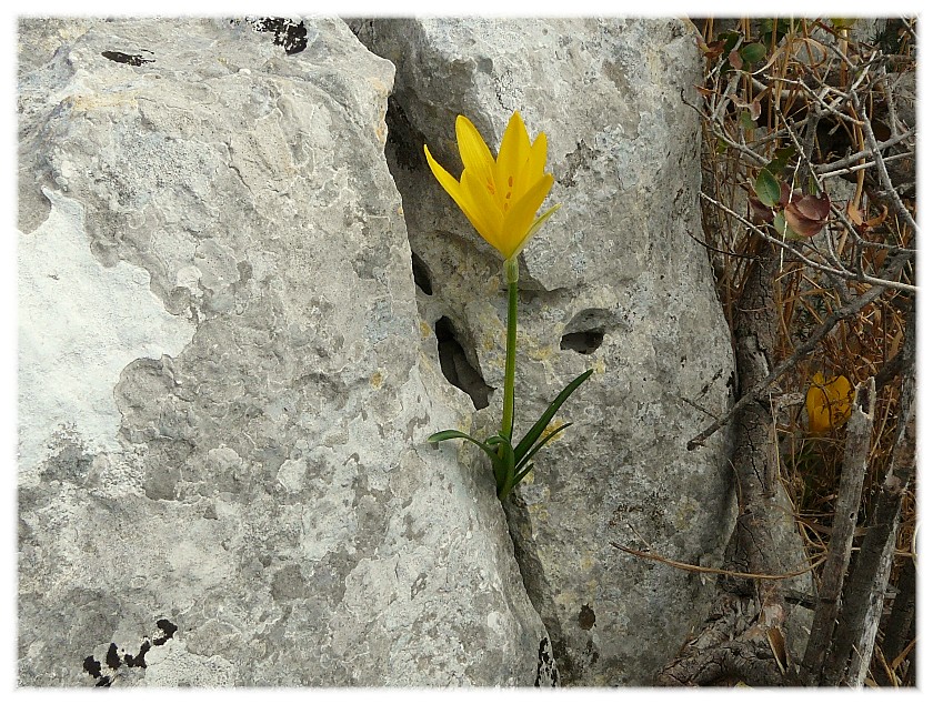 Sternbergia lutea(Cyclamen hederifolium, Biarum tenuifolium)